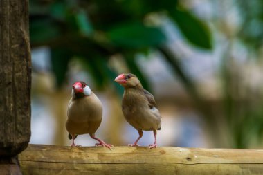 java pirinç serçe çift birlikte ahşap bir kutup üzerinde, Erkek ve dişi java ispinoz birlikte, Endonezya tropikal Nesli Tükenmekte Olan kuş yavrusu