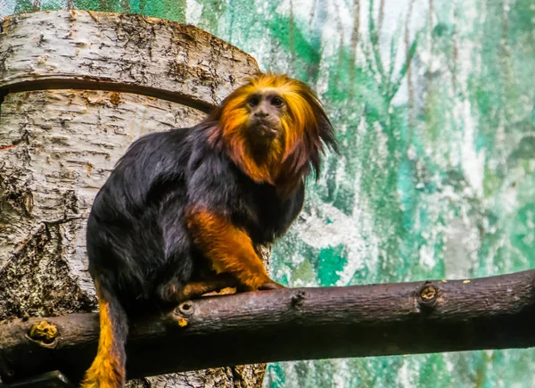 黄金の頭のタマリン、ブラジルからの熱帯猿、エナデンジャー動物の種のクローズアップ肖像画 — ストック写真