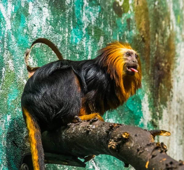 Retrato de un tamarín león cabeza dorada, hermoso mono tropical de Brasil, especie animal en peligro de extinción — Foto de Stock