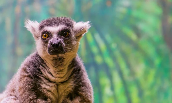 O rosto de um macaco-lémure-de-cauda-anelada em close-up, espécie animal tropical ameaçada de extinção de madagáscar — Fotografia de Stock