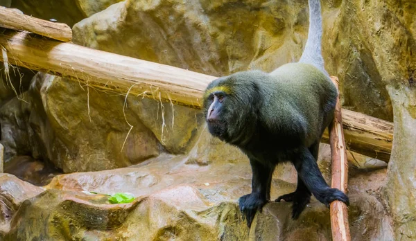 Eshakdagi mittini sikish