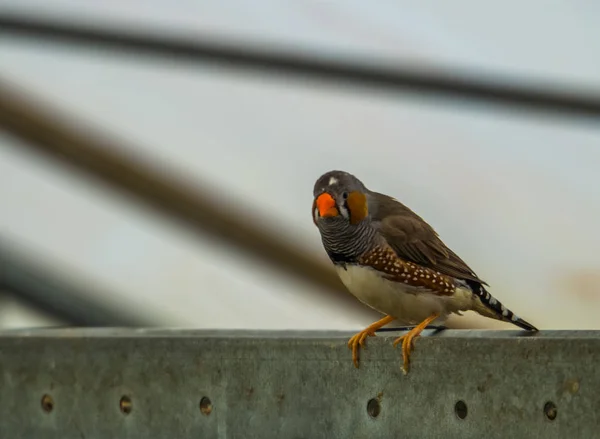 Closeup of a male zebra finch sitting on a metal beam in the aviary, tropical bird from Australia — Stock Photo, Image