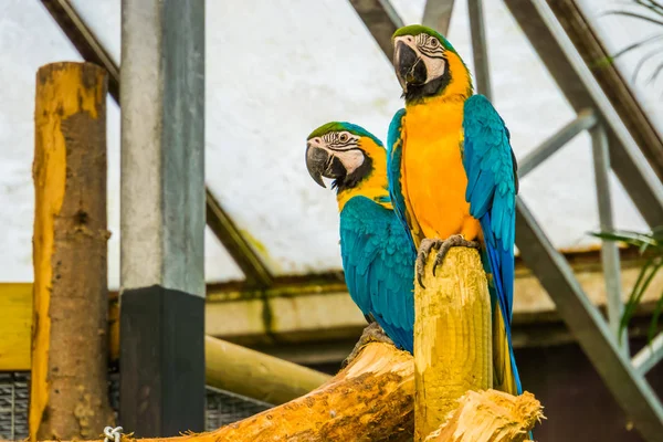 Két kék és sárga ara papagájok ül együtt, népszerű trópusi PET Amerikából — Stock Fotó
