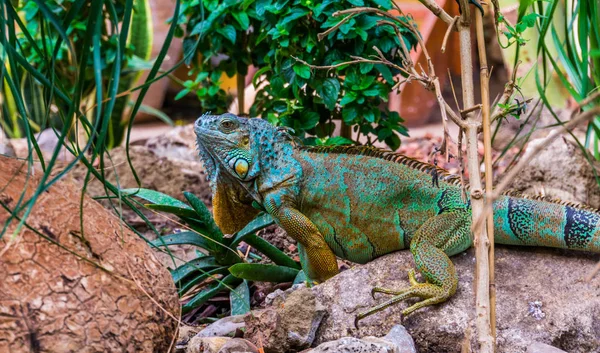 美しいカラフルなイグアナとあごひげ、色のターコイズ、黄色、黒と緑、アメリカから人気の熱帯ペットと一緒にトカゲをしみ — ストック写真