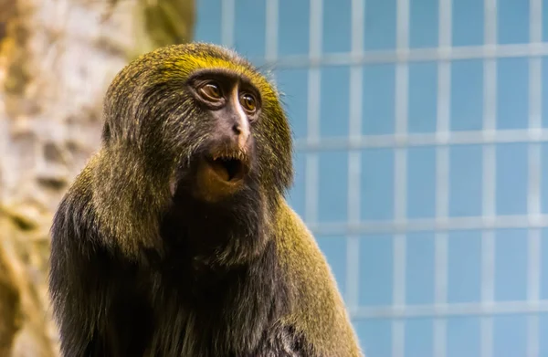 Grappige uil geconfronteerd aap het maken van een verbaasd gezicht, het hoofd van een Hamlyn aap in close-up, kwetsbare dierlijke specie — Stockfoto