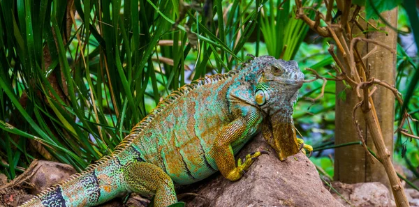 Colorful iguana in closeup, tropical lizard from America, popular pet in herpetoculture — Stock Photo, Image