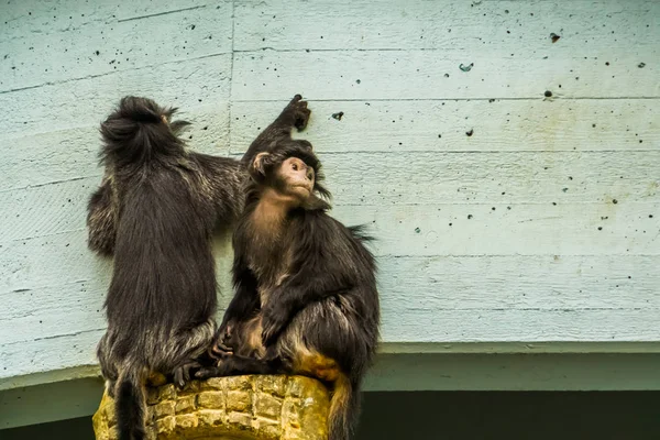 Zwei javan lutung affen zusammen, tropische primaten von der java insel indonesien, gefährdete tierart — Stockfoto