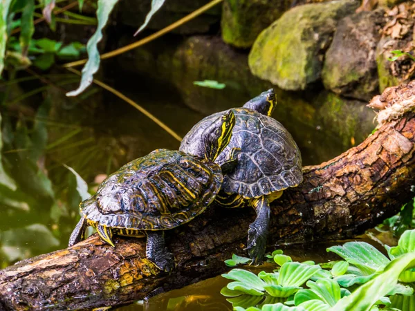 Amarillo vientre deslizante tortuga pareja en el agua, populares mascotas tropicales de América —  Fotos de Stock