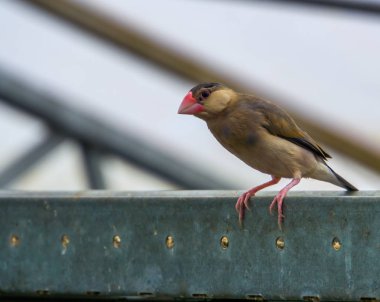 java rice sparrow sitting on a metal beam in the aviary, popular tropical pet, Endangered bird from Indonesia clipart