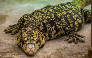 Dev arjantin devi tegu yakın çekim, Amerika'dan büyük tropikal kertenkele, herpetoculture popüler evcil hayvan