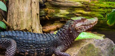 curvier cüce kayman timsah su kenarında oturan, popüler hayvanhayvan hayvan ve herpetoculture evcil hayvan, Amerika'dan Sürüngen specie