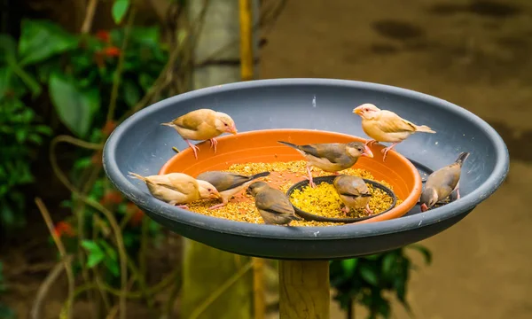 small tropical birds sitting in a feeding tray eating seeds, bird feeding solutions, keeping and taking care of exotic birds