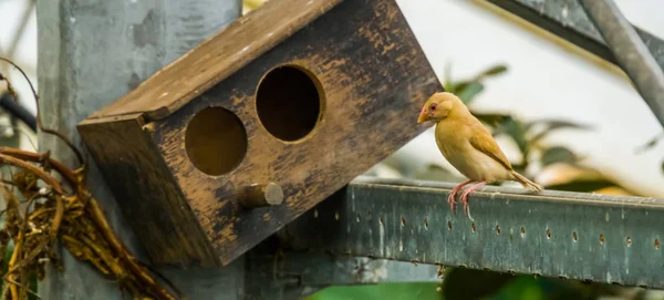 鳥類、人気の熱帯ペット、インドネシアの絶滅危惧種の鳥の金属ビームの上に座っている雌のジャワライススズメ — ストック写真