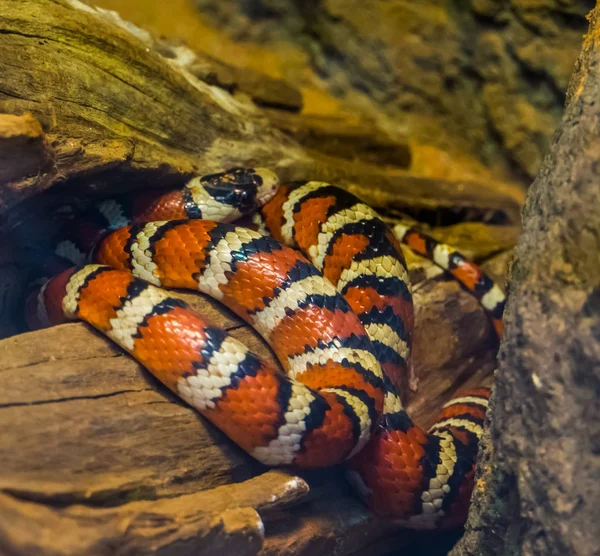 赤、黄、黒の色でアリゾナ山王ヘビ、アメリカから鮮やかな色の蛇、ヘペトカルチャーで人気のペット — ストック写真