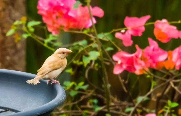 Kis trópusi sárga madár, fehér mell-és vörösszem ülő, adagoló tálca — Stock Fotó