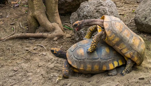 Üreme mevsiminde çift sarı ayaklı kaplumbağalar çift, Amerika'dan savunmasız sürüngen specie — Stok fotoğraf