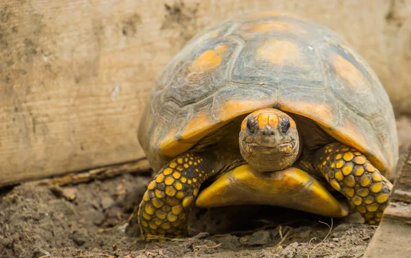 Retrato de cerca de una tortuga de patas amarillas, tortuga terrestre tropical de América, especie reptil con un estatus vulnerable — Foto de Stock