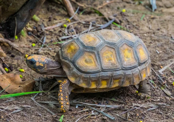 Nahaufnahme einer im Sand kriechenden Gelbfußschildkröte, tropische Landschildkröte aus Amerika, Reptilienart mit gefährdetem Status — Stockfoto