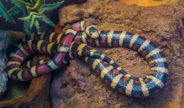 クローズアップでアリゾナ山王ヘビ、アメリカから鮮やかな色の熱帯蛇、ヘペトカルチャーで人気のペット — ストック写真