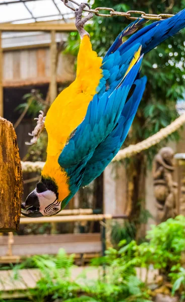 Mavi ve sarı macaw papağan baş aşağı asılı, Amerika'dan komik tropikal evcil hayvan — Stok fotoğraf