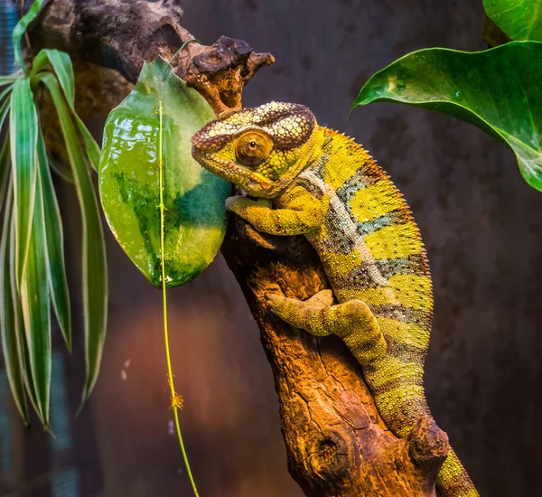 Zbliżenie zielone i czarne banded Pantera kameleon, kolorowy tropikalny jaszczurka z Madagaskaru, popularny egzotyczny i kolorowy zwierzak — Zdjęcie stockowe