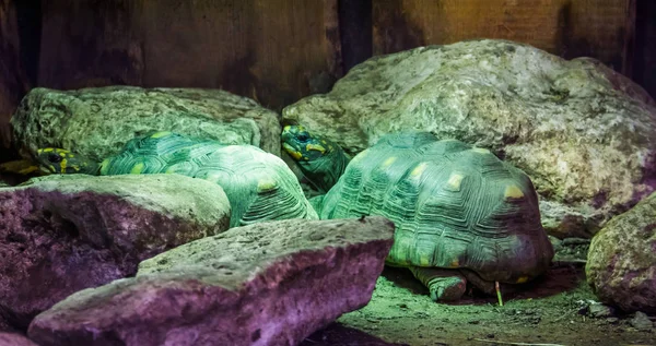 Две красноногие черепахи крупным планом, тропические сухопутные черепахи из Америки, Уязвимый вид рептилий — стоковое фото
