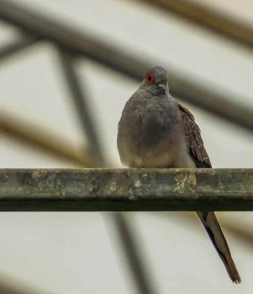 Close-up de uma pomba de diamante sentado no aviário, pequena ave tropical da Austrália — Fotografia de Stock