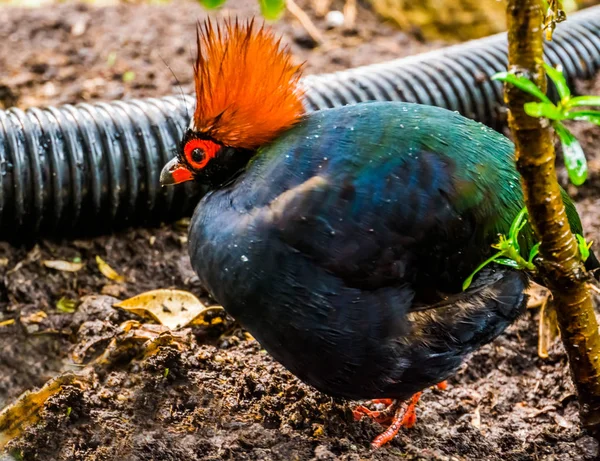 Perdrix à couronne rouge mâle en gros plan, drôle d'oiseau tropical d'Asie, animal de compagnie populaire en aviculture — Photo