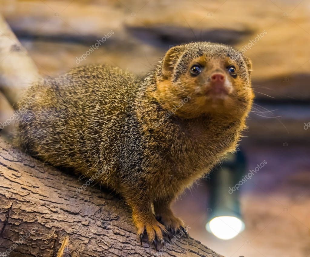 la cara de una mangosta enana común mirando a la cámara, mascota linda