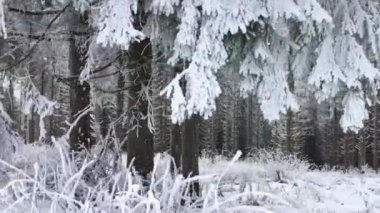 Winterberg, Hochsauerlandkreis, Almanya, kavak ve güzel tatil yeri dağlarında karlı orman manzara