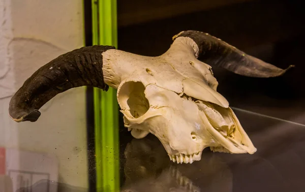 Cráneo de animal blanco con cuernos negros grandes, investigación animal y objetos decorativos — Foto de Stock