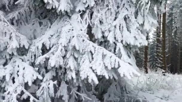 Снежные Лесные Пейзажи Горах Винтерберг Зауэрланд Германия Популярное Красивое Место — стоковое видео