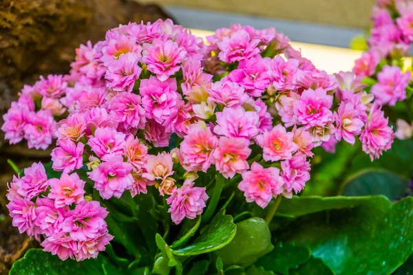 Pink kalanchoe flowers in closeup, popular cultivated ornamental houseplant from Africa — Stock Photo, Image