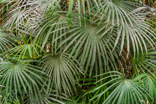 Pattern of green palm leaves in closeup, popular cultivated plants, nature background — Stock Photo, Image