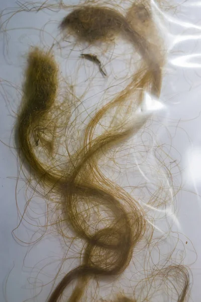 Mechones de pelo de un mamut lanudo en una bolsa de plástico, restos de animales extintos de la época — Foto de Stock