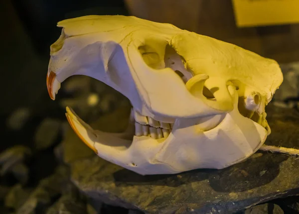 El cráneo de un castor norteamericano en primer plano, el cráneo de un castor — Foto de Stock