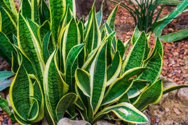 yılan bitkisi tropik bir bahçede yakın çekimde yaprakları, bahçecilik çok popüler bitki, dekoratif bahçe ve houseplants