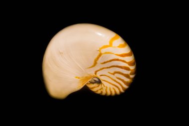 Siyah bir arka plan üzerinde izole inci nautilus kabuğu