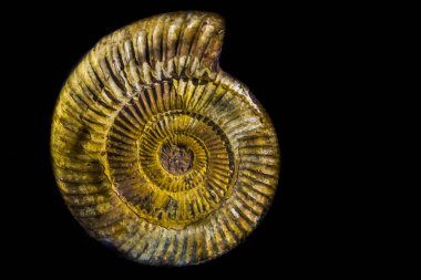bir perisphinctes ammonit kabuğu, siyah bir arka plan üzerinde izole jurassic döneminden soyu tükenmiş bir su hayvanı specie fosili