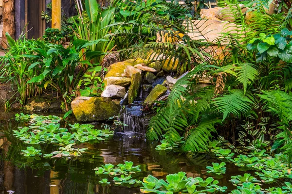 Vacker trädgård arkitektur, vatten damm med vattenfall och tropiska växter, natur bakgrund av en exotisk trädgård — Stockfoto