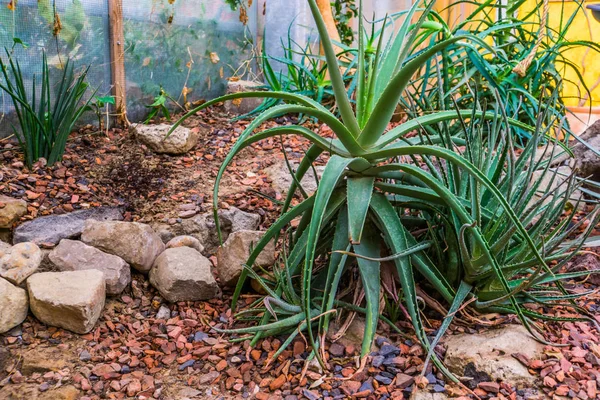 Velký závod Aloe Vera v tropické zahradě, tradiční léčivo z Arábie — Stock fotografie