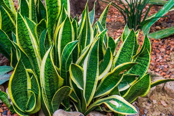 Planta de serpiente hojas en primer plano en un jardín tropical, planta muy popular en la horticultura, jardín decorativo y plantas de interior — Foto de Stock