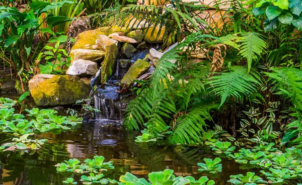 Красивый водоем с тропическими растениями и водопадом, экзотический сад, природный фон — стоковое фото