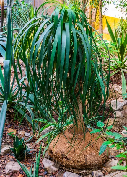 Young elephants foot plant in a tropical garden, popular garden and houseplant, ornamental trees — 스톡 사진