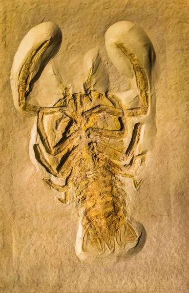 Fósil de un Cyclerion propinquus, cangrejo blindado extinto del período jurásico — Foto de Stock