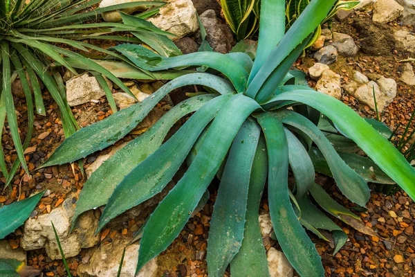 Primer plano de una planta de agave con hojas flácidas, planta tropical popular de América — Foto de Stock