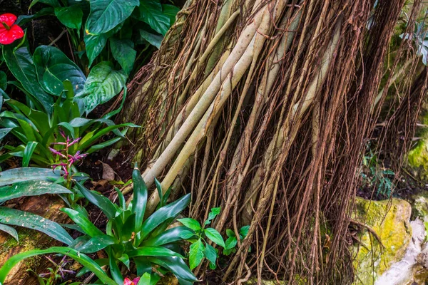 Tronco de árbol tropical crecido con vides, plantas decorativas, fondo natural de un jardín exótico — Foto de Stock