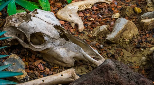 Cráneo de animal roto con hueso y mandíbula, los restos de un mamífero herbívoro — Foto de Stock