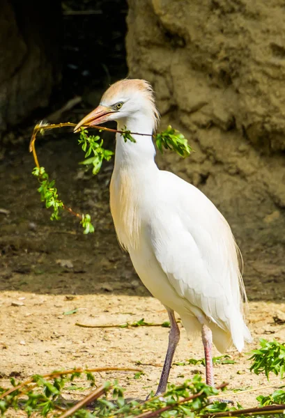 Primer plano de una garza bovina sosteniendo una rama, Garza recolectando ramas, temporada de cría de aves durante la primavera, comportamiento estacional de los animales — Foto de Stock