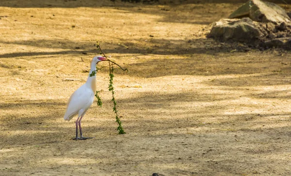 Egret bydła zbierające gałęzie, czaplę trzymające oddział, sezonowe zachowanie ptaków podczas wiosny — Zdjęcie stockowe